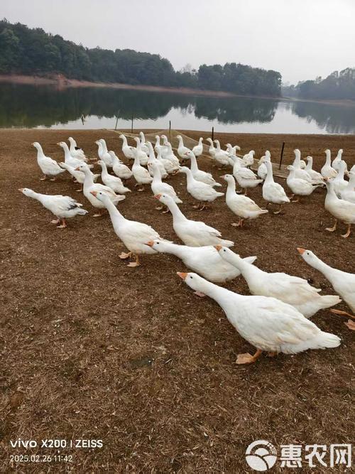 哪些饲草最适合养鹅？-图1