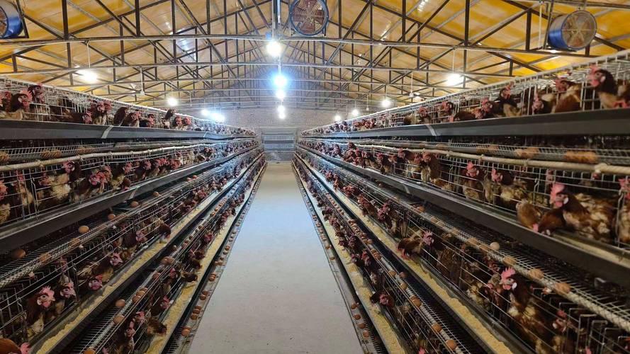 科学养鸡技术视频，如何高效养鸡？-图2