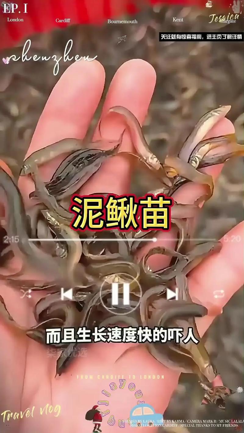 2025泥鳅苗价格会涨还是跌？-图3