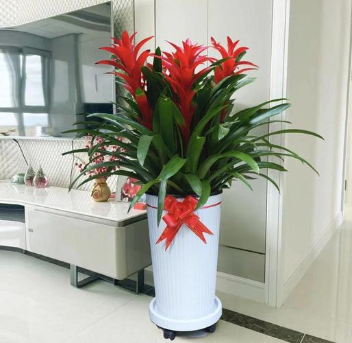 鸿运当头有哪些常见品种？-图1