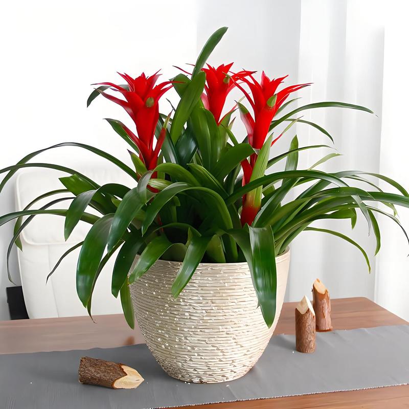 鸿运当头有哪些常见品种？-图2