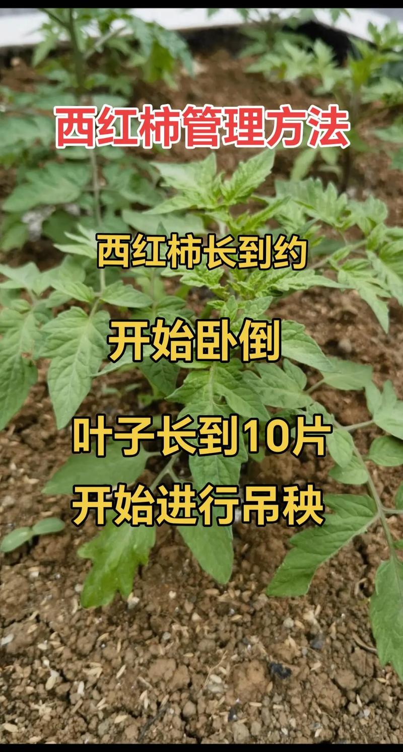 番茄种植管理关键技术有哪些？-图1