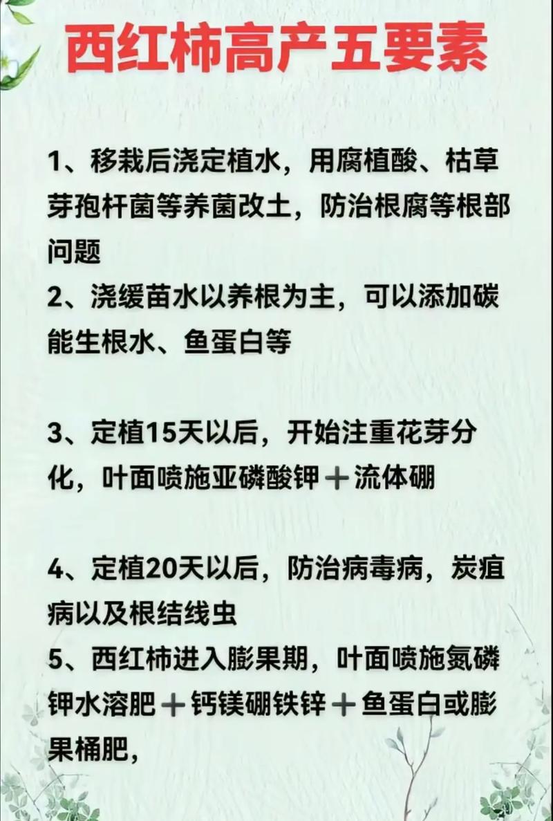番茄种植管理关键技术有哪些？-图3
