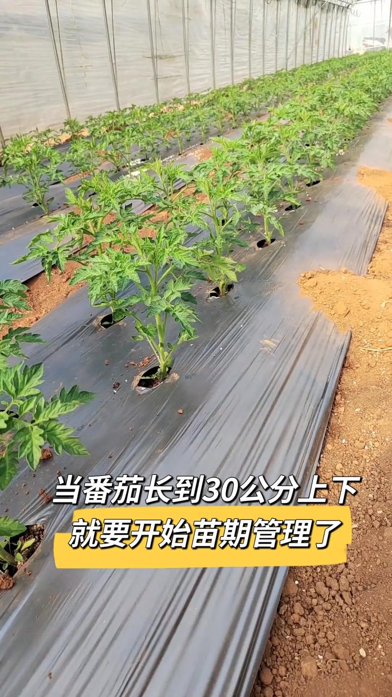 番茄种植管理关键技术有哪些？-图2