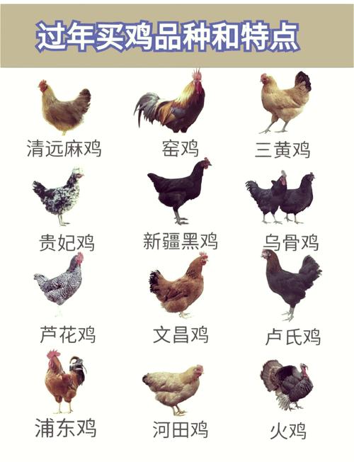 哪种鸡品种最好养又省心？-图2