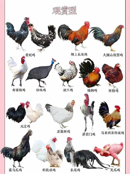 哪种鸡品种最好养又省心？-图1