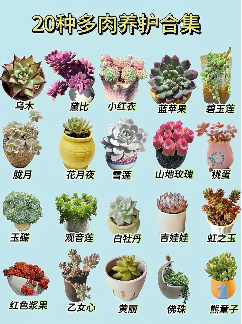 哪些多肉算普通常见品种？-图2