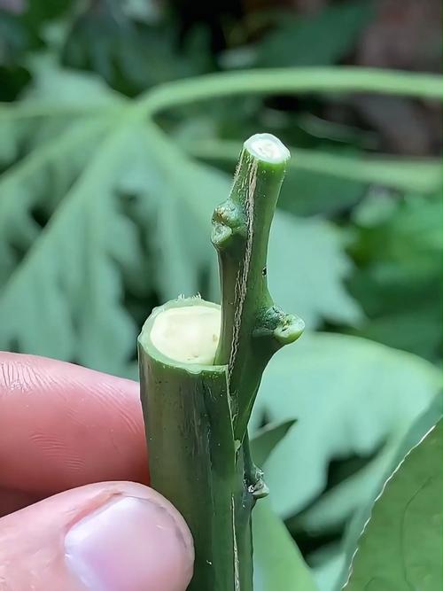 柚子树的芽接技术视频-图1