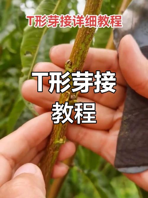 柚子树的芽接技术视频-图3