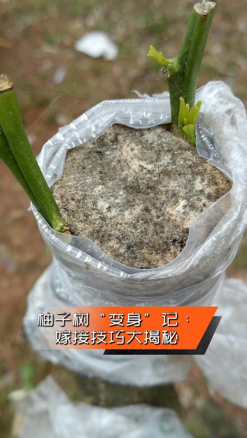 柚子树的芽接技术视频-图2