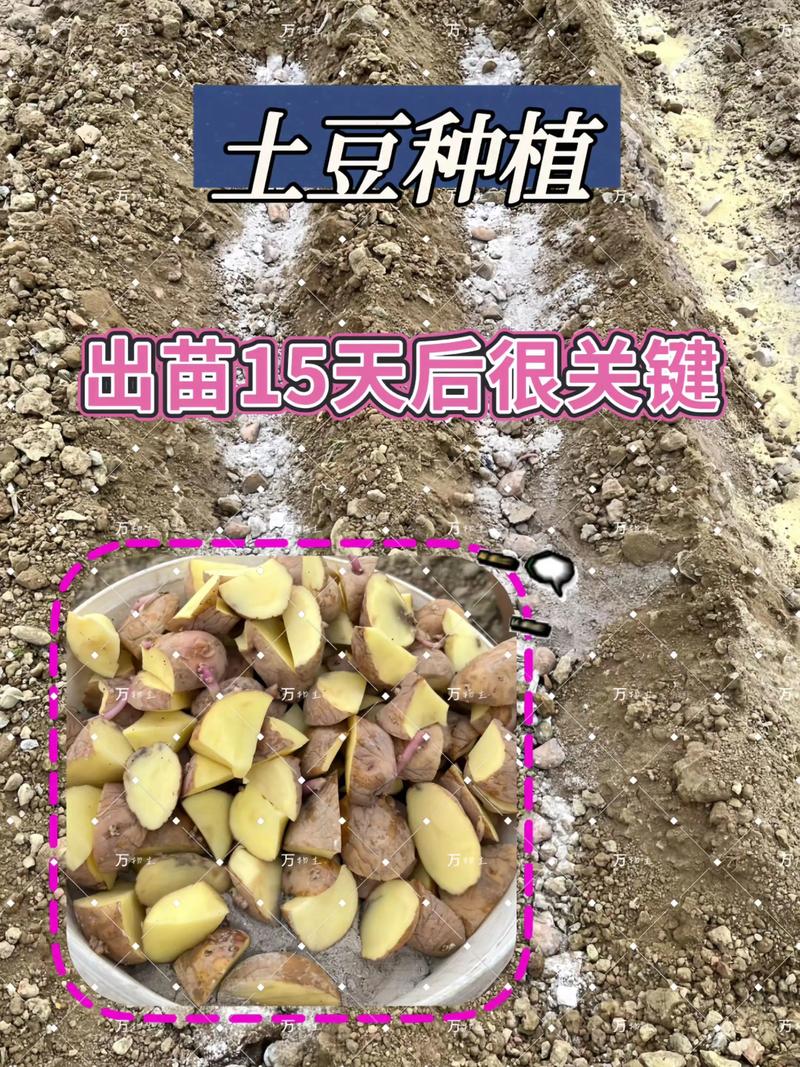 春季土豆高产栽培技术-图1