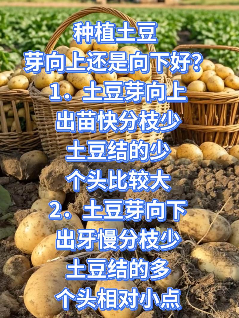 春季土豆高产栽培技术-图2