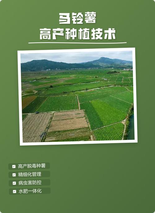 春季土豆高产栽培技术-图3