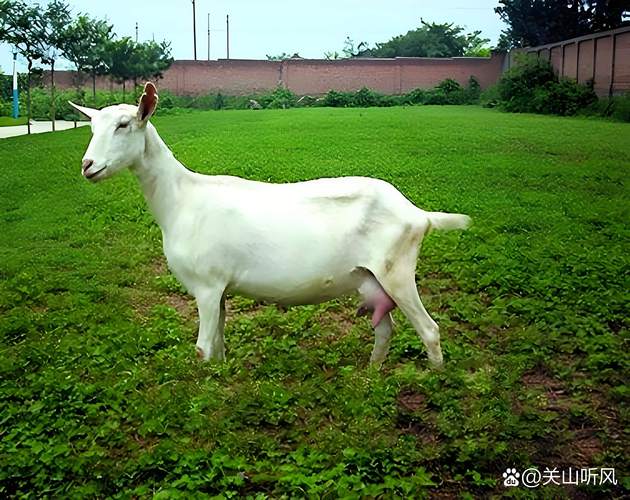 甘肃有啥品种奶山羊-图1