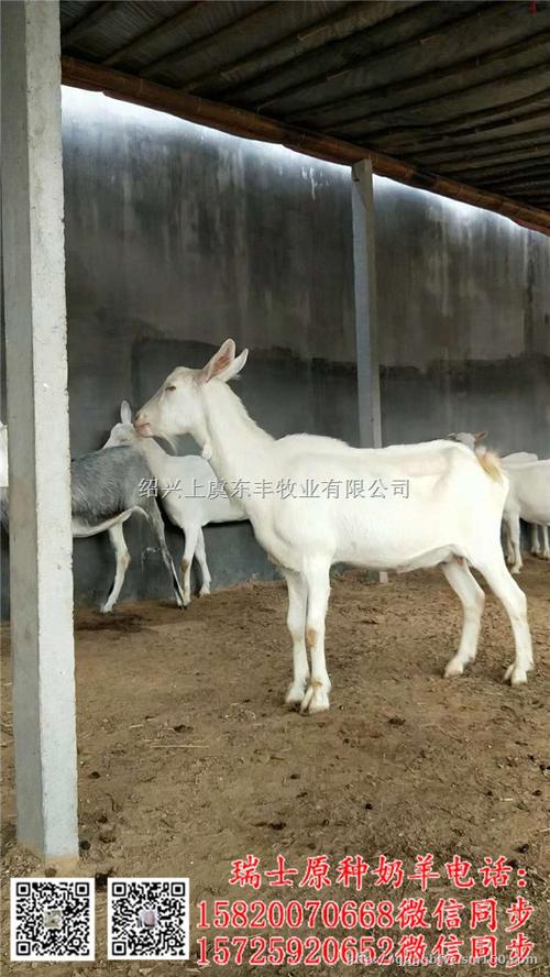 甘肃有啥品种奶山羊-图2