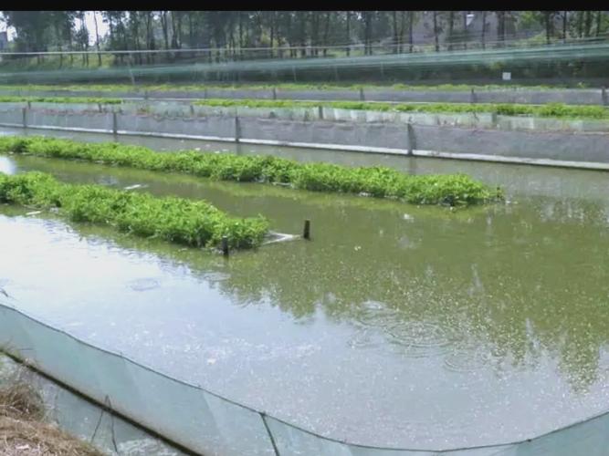 大棚泥鳅养殖技术视频-图1