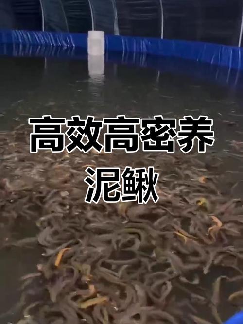 大棚泥鳅养殖技术视频-图2