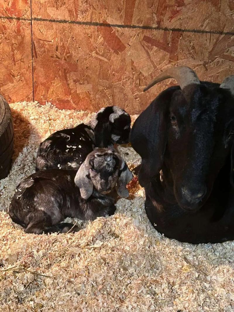 波尔山羊科学饲养技术要点有哪些？-图1