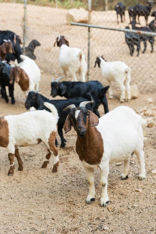 波尔山羊科学饲养技术要点有哪些？-图2