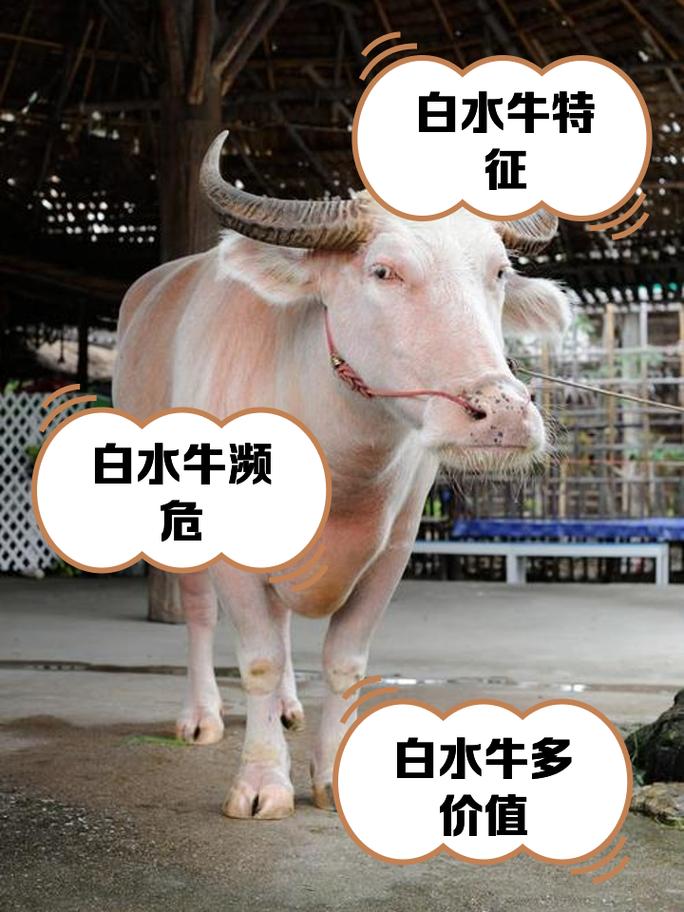 中国最纯水牛品种有何独特之处？-图1