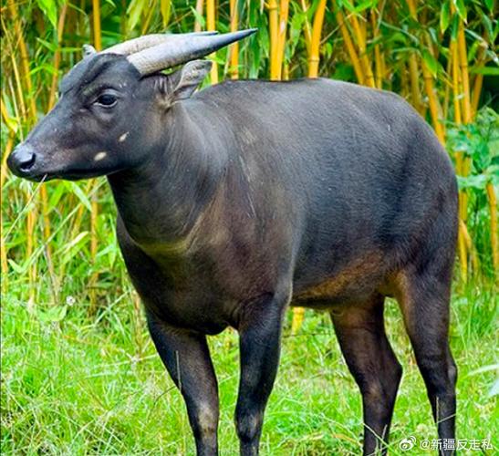 中国最纯水牛品种有何独特之处？-图2