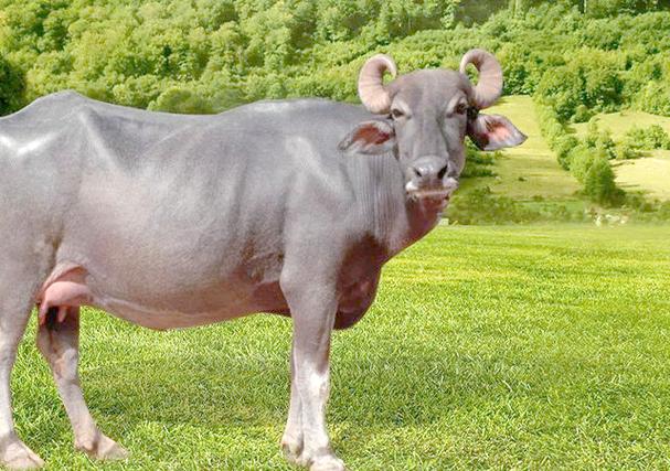 中国最纯水牛品种有何独特之处？-图3