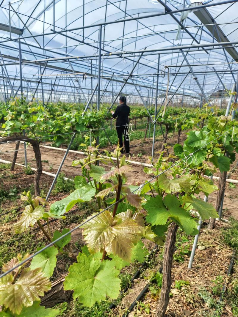 温室葡萄种植技术视频，有哪些关键要点？-图1