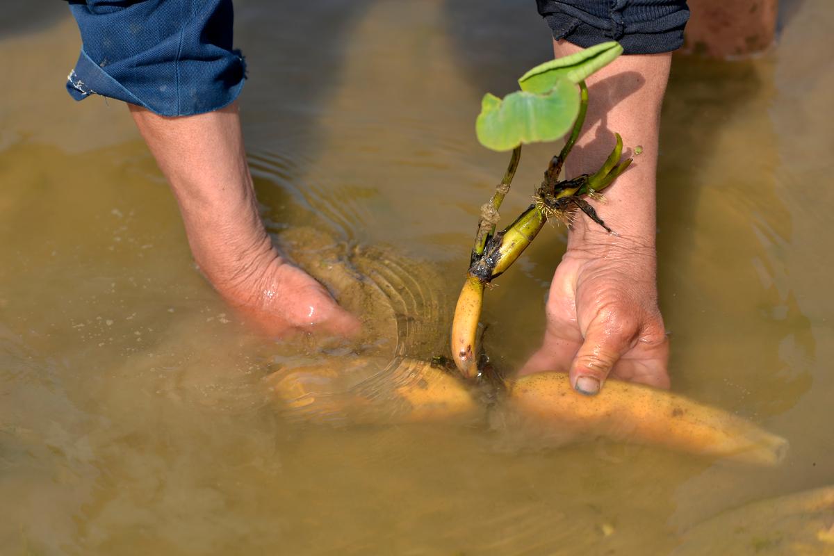 水田莲藕种植技术视频怎么学？-图2