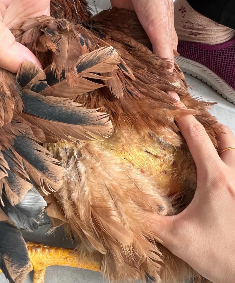 虫子养鸡技术该怎么做？-图3