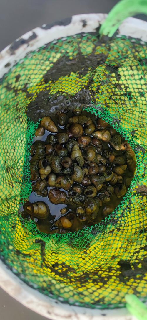 广西田螺养殖技术视频，新手怎么学？-图3