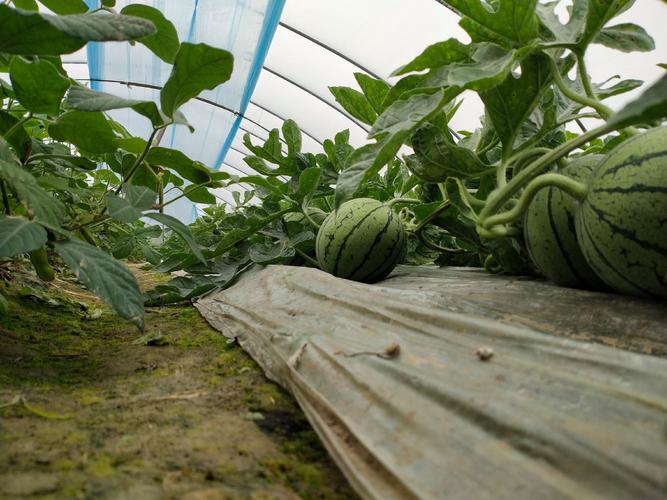 大棚西瓜种植技术有哪些关键要点？-图1