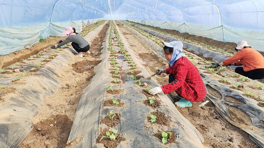 大棚西瓜种植技术有哪些关键要点？-图3