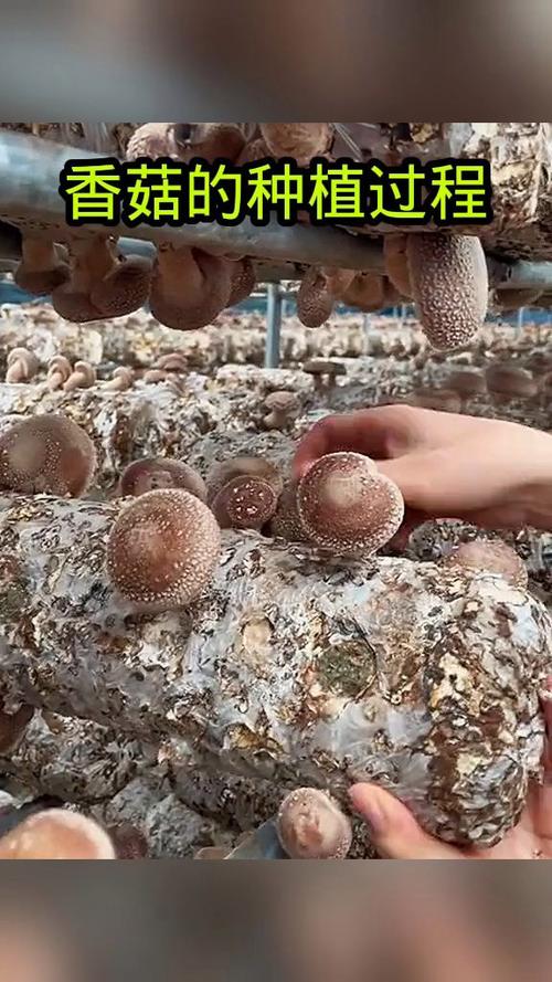 蘑菇种植技术视频怎么学？-图2
