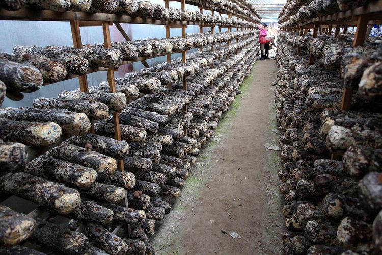 蘑菇种植技术视频怎么学？-图3