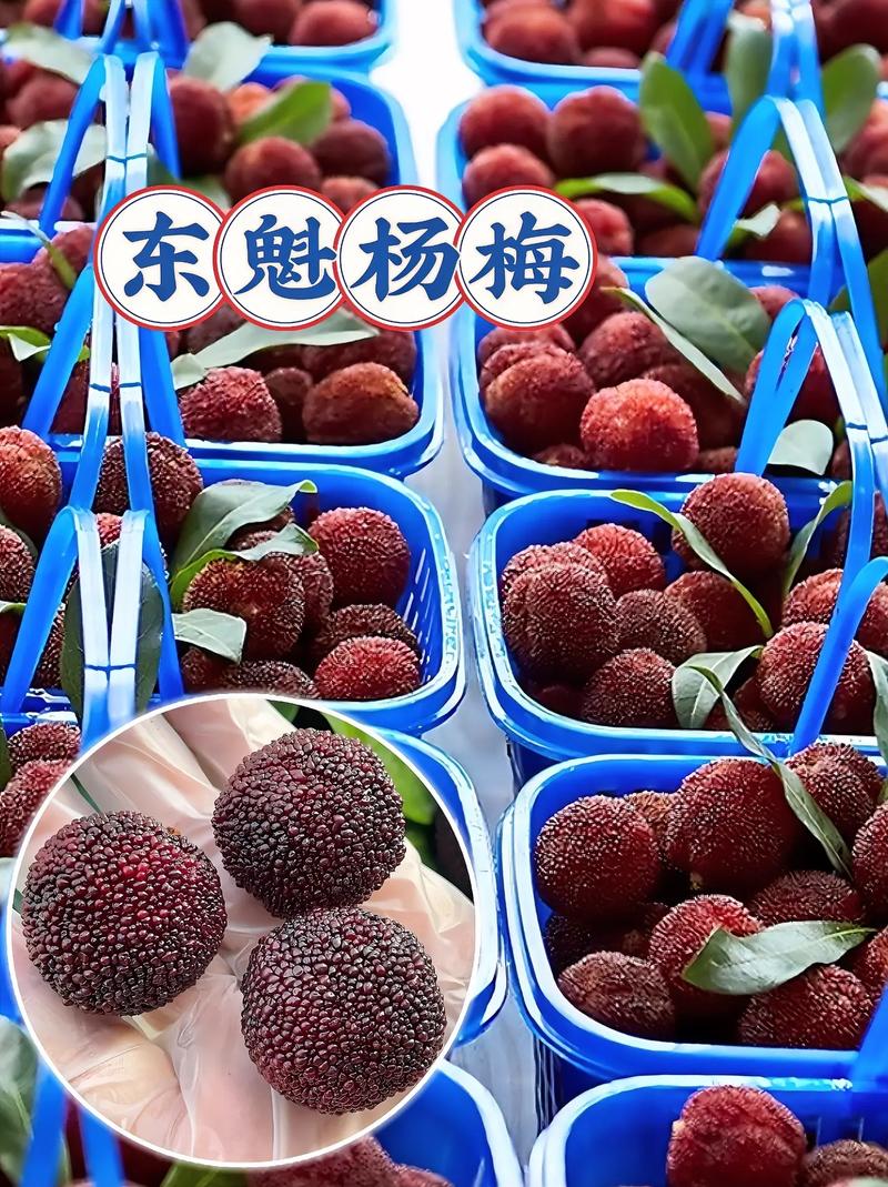 东葵杨梅究竟有多少品种？-图2