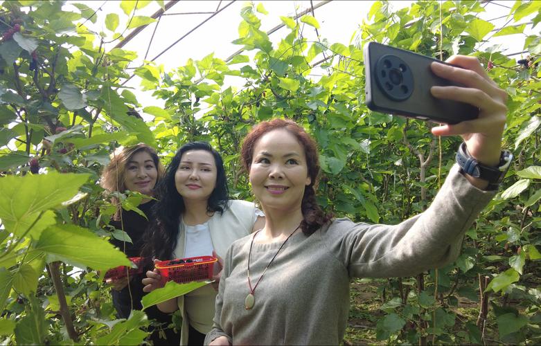 大棚桑葚种植技术视频-图2