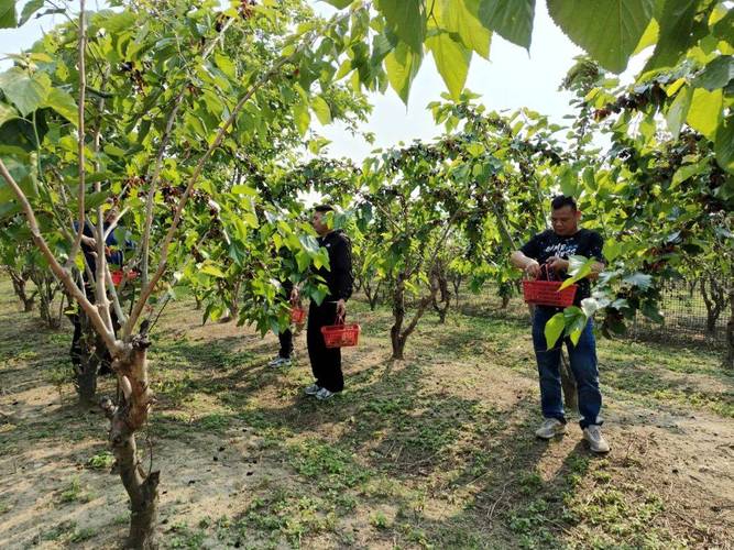 大棚桑葚种植技术视频-图1