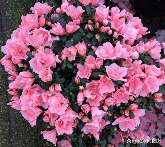 哪些杜鹃耐寒品种最抗冻？-图1