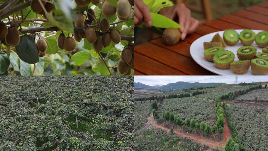 猕猴桃种植技术视频，新手怎么学？-图2