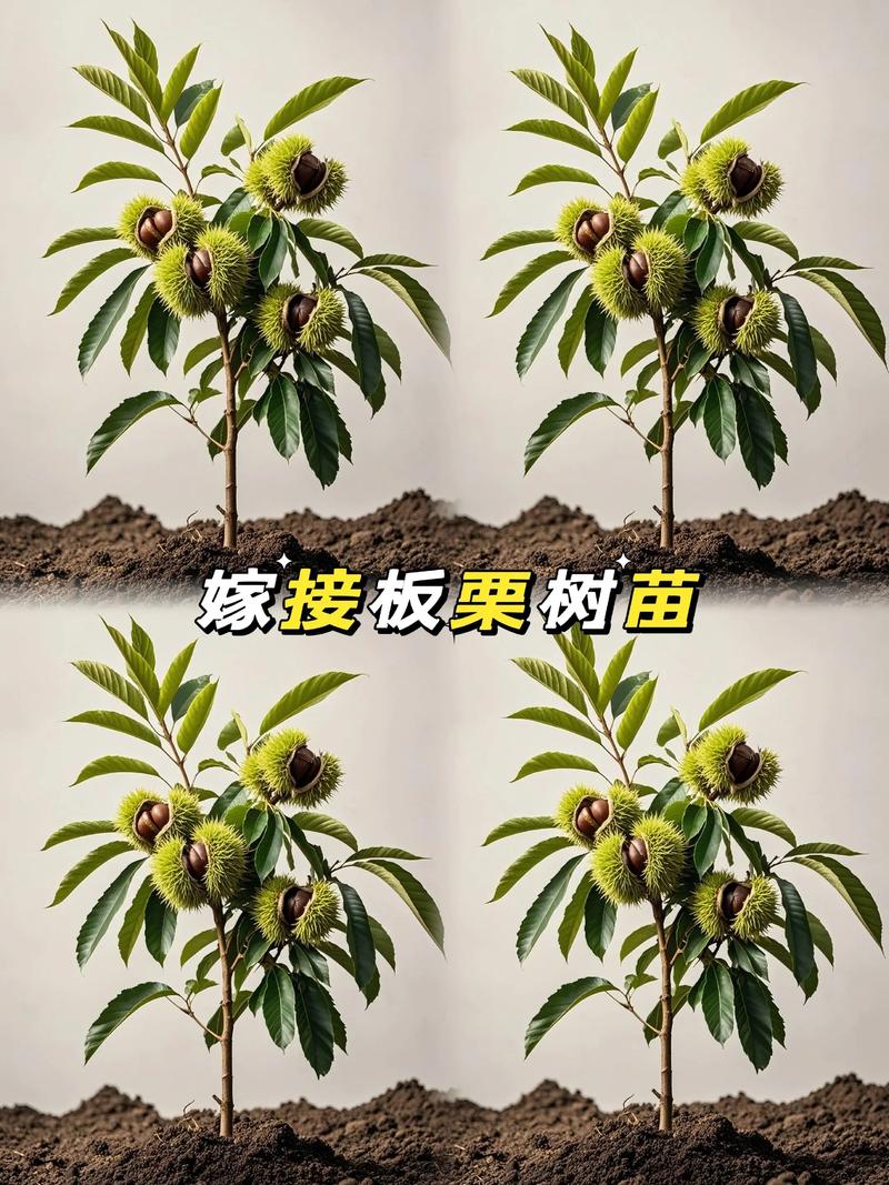 板栗种植技术视频，关键点有哪些？-图1