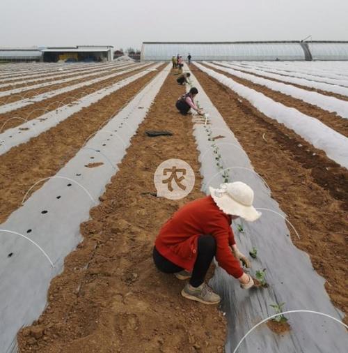 早春拱棚西瓜种植技术要点有哪些？-图1