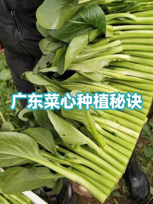 菜心种植技术视频，新手必看？-图2