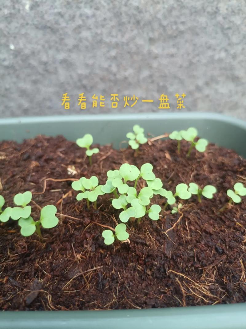 菜心种植技术视频，新手必看？-图1