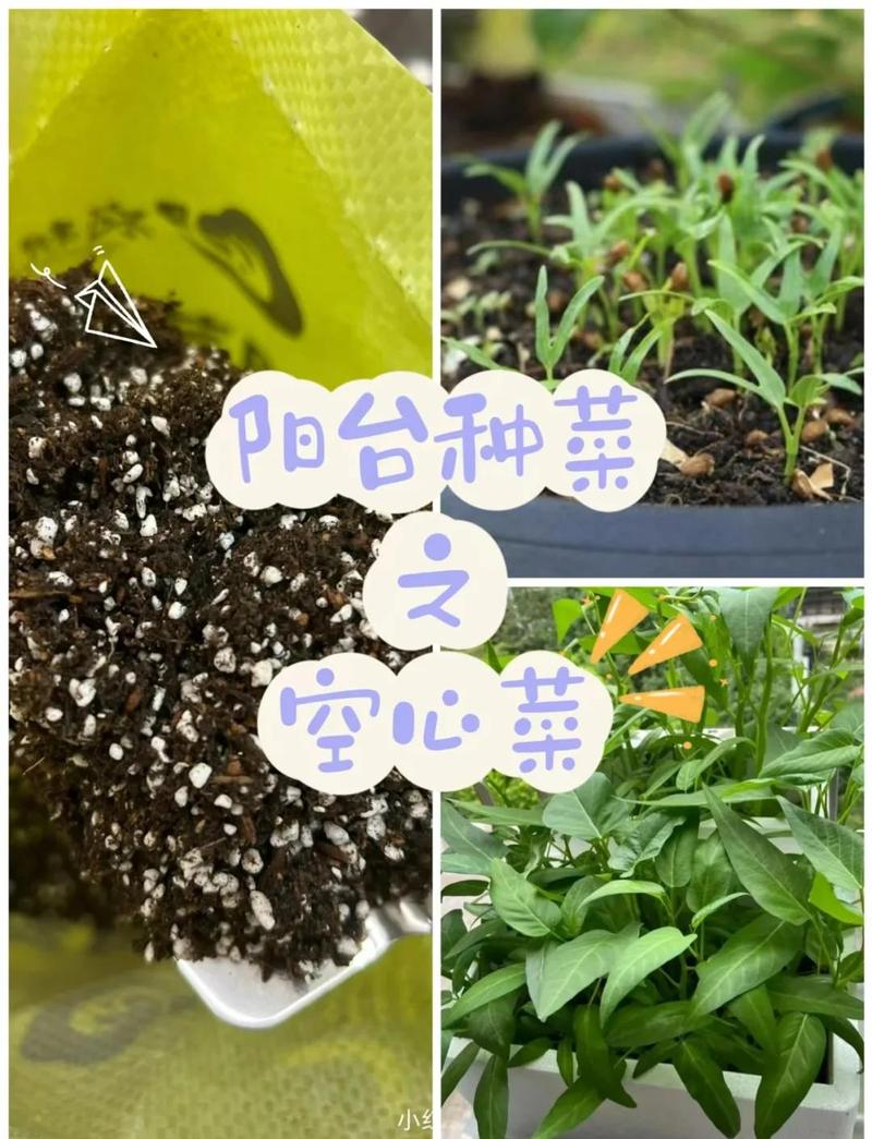 菜心种植技术视频，新手必看？-图3
