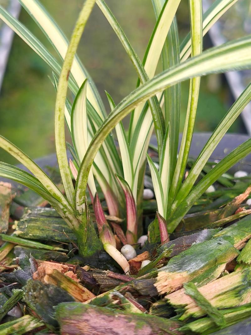 春兰高叶有什么品种-图2