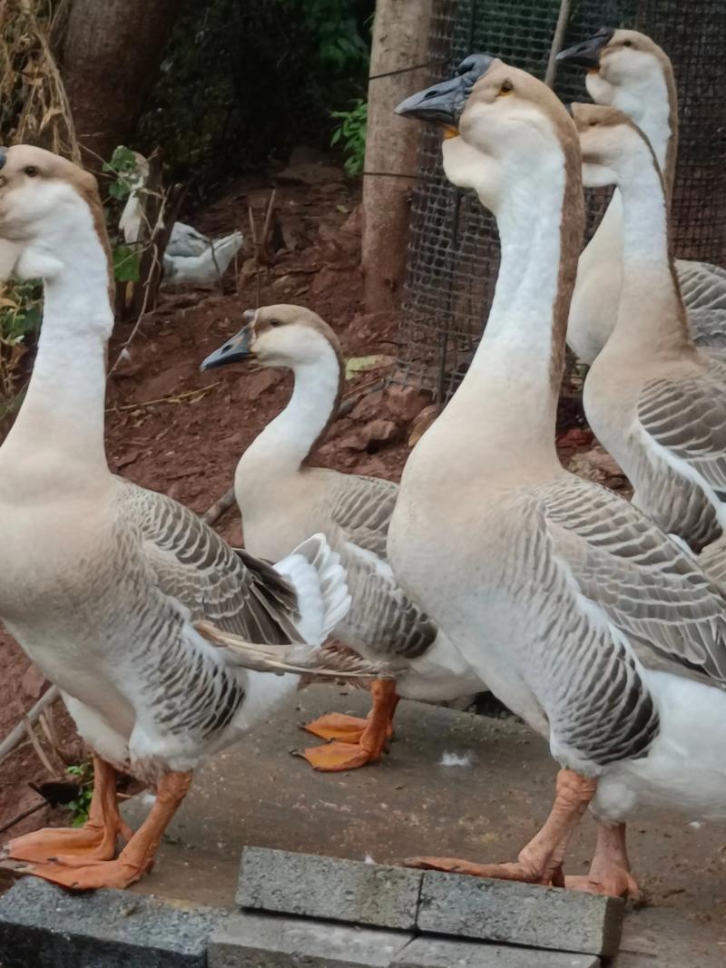 广东鹅有哪些品种？-图1