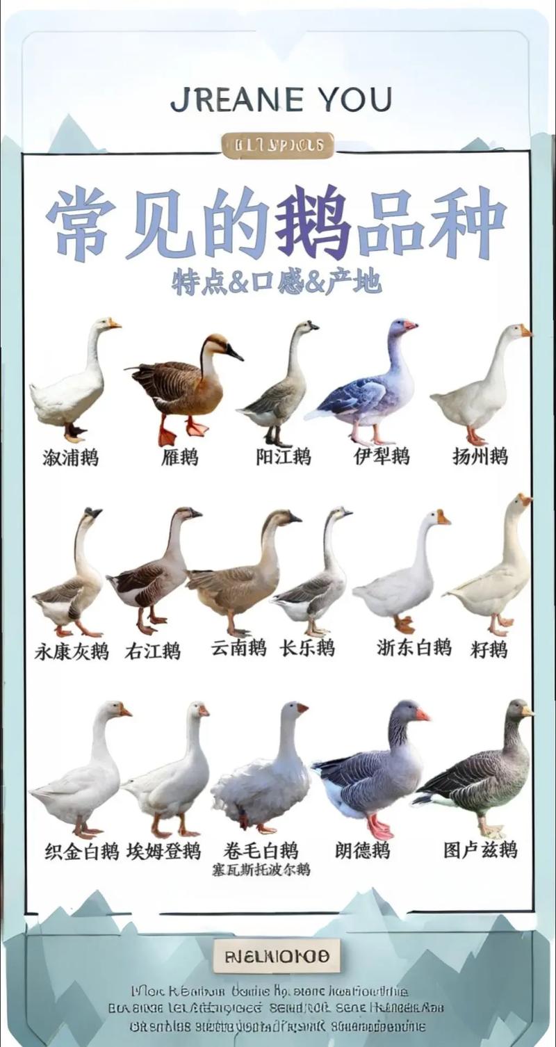 广东鹅有哪些品种？-图2