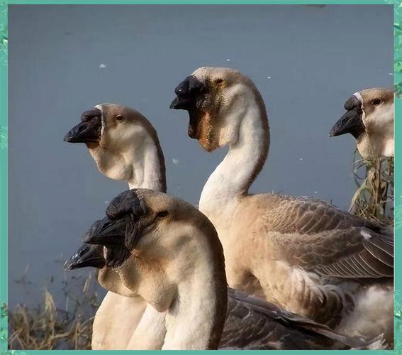 广东鹅有哪些品种？-图3