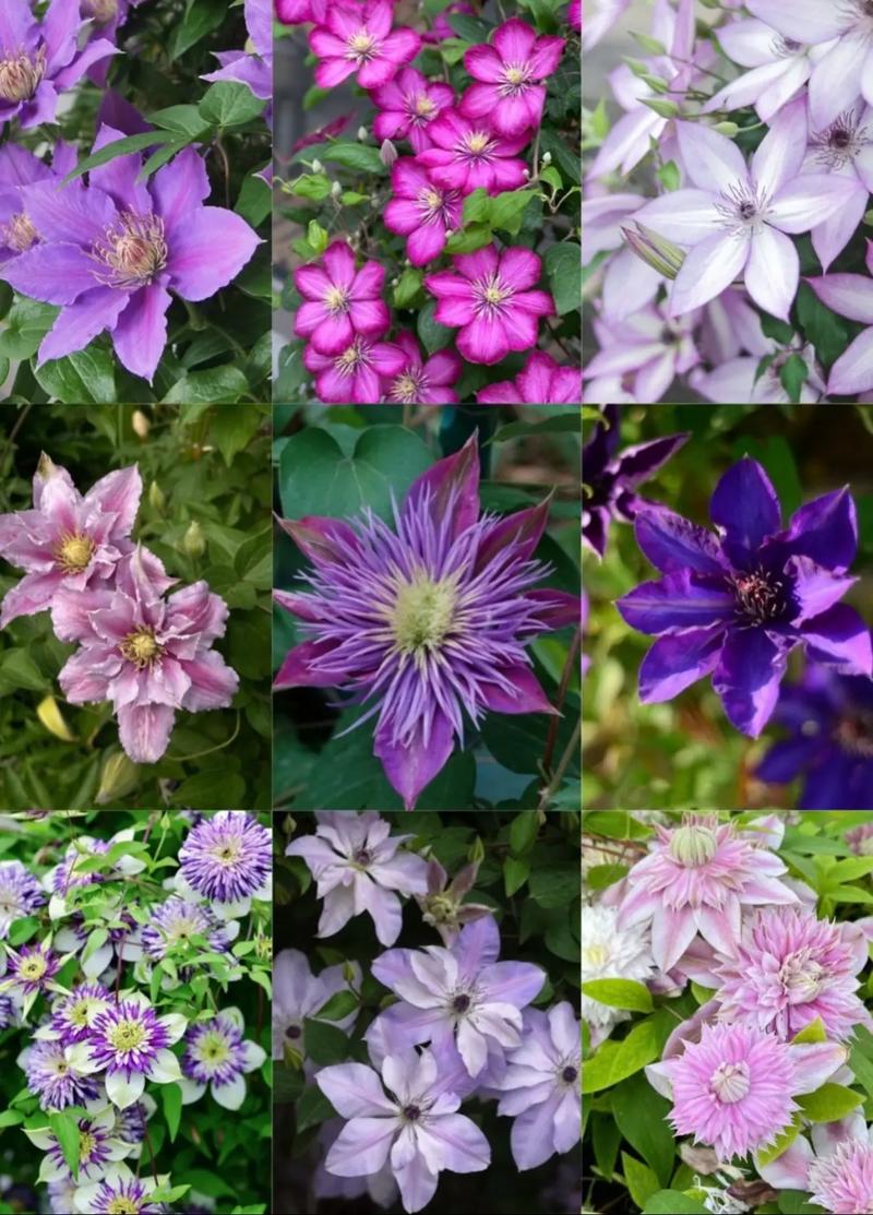 铁线莲哪个品种开花量最多？-图1