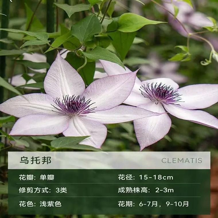 铁线莲哪个品种开花量最多？-图2